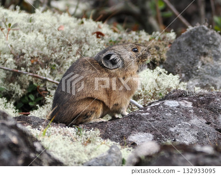 Pika, a survivor of the Ice Age Pika, a survivor of the Ice Age 132933095