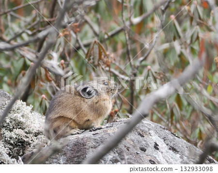 Pika, a survivor of the Ice Age Pika, a survivor of the Ice Age 132933098