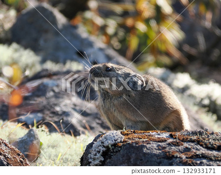 Pika, a survivor of the Ice Age Pika, a survivor of the Ice Age 132933171