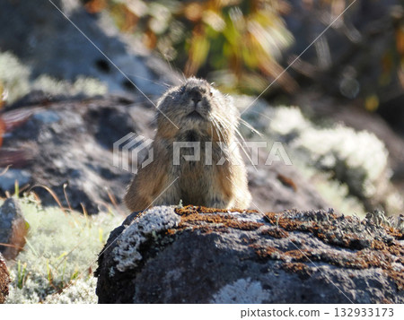 Pika, a survivor of the Ice Age Pika, a survivor of the Ice Age 132933173