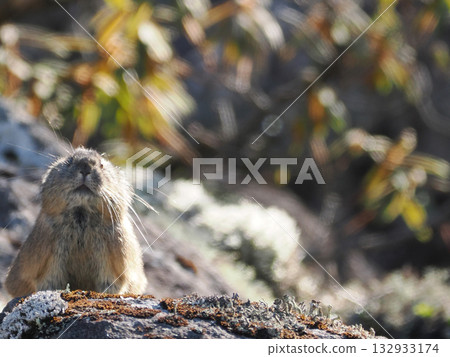 皮卡鼠，冰河時期的倖存者 132933174