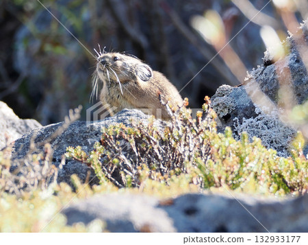 Pika, a survivor of the Ice Age Pika, a survivor of the Ice Age 132933177