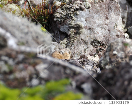 Pika, a survivor of the Ice Age Pika, a survivor of the Ice Age 132933179