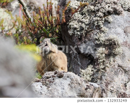 Pika, a survivor of the Ice Age 132933249