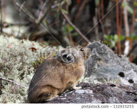 Pika, a survivor of the Ice Age Pika, a survivor of the Ice Age 132933253