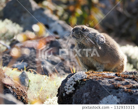 Pika, a survivor of the Ice Age Pika, a survivor of the Ice Age 132933315