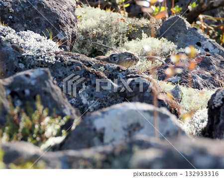 Pika, a survivor of the Ice Age Pika, a survivor of the Ice Age 132933316