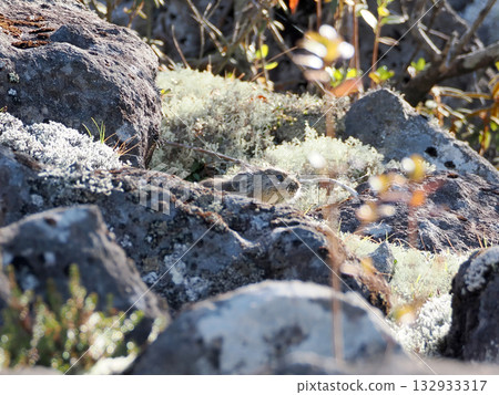 Pika, a survivor of the Ice Age Pika, a survivor of the Ice Age 132933317