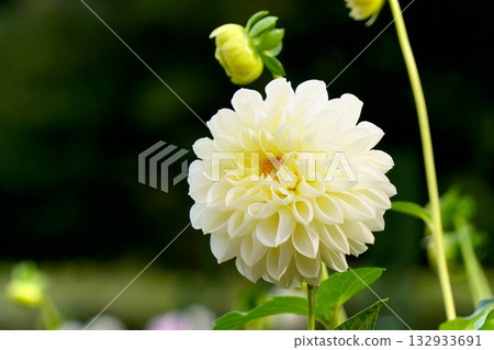 White dahlia White dahlia 132933691