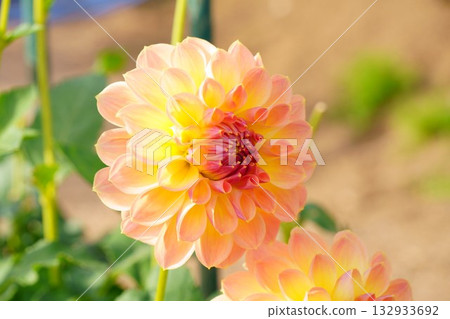 黃色大麗花 132933692