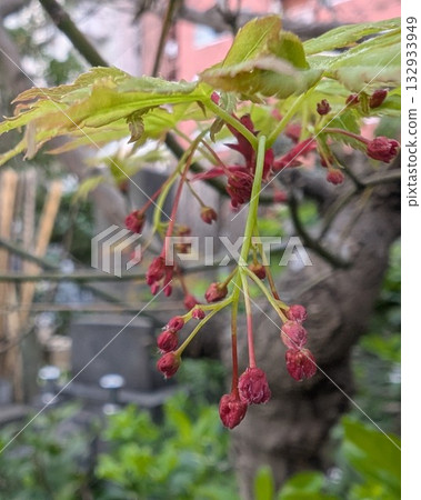A Japanese maple with flower buds A Japanese maple with flower buds 132933949