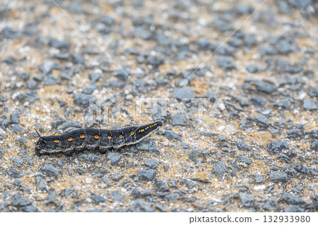 Caterpillar crawling on the road Caterpillar crawling on the road 132933980