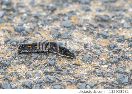 Caterpillar crawling on the road Caterpillar crawling on the road 132933981