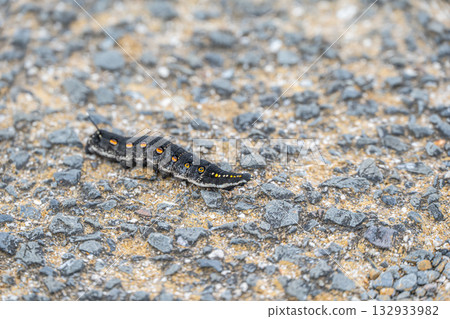 毛毛蟲在路上爬行 132933982