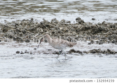 Daisyushigi 132934159