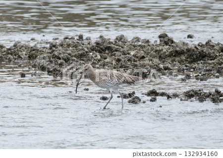 Daisyushigi 132934160