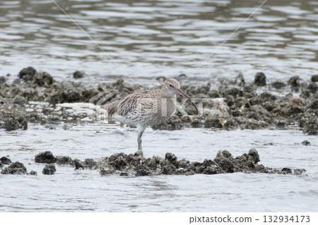 Daisyushigi 132934173