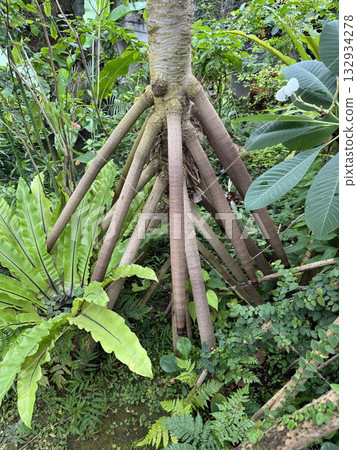 takonoki的根 132934278