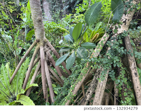 takonoki的根 132934279