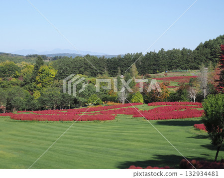 Vivid autumn leaves of kochia Vivid autumn leaves of kochia 132934481