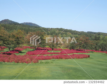 Vivid autumn leaves of kochia Vivid autumn leaves of kochia 132934482