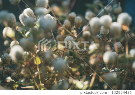 globe amaranth, bachelor button, dying 132934485