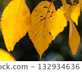 Autumn leaves of deciduous trees 132934636