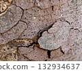 Zelkova surface 132934637