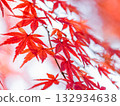 A bright red maple 132934638