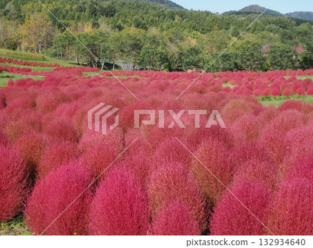 Vivid autumn leaves of kochia 132934640