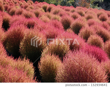 Vivid autumn leaves of kochia 132934641