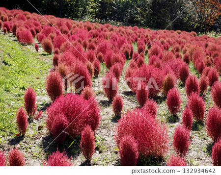 Vivid autumn leaves of kochia 132934642
