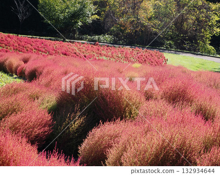 Vivid autumn leaves of kochia 132934644