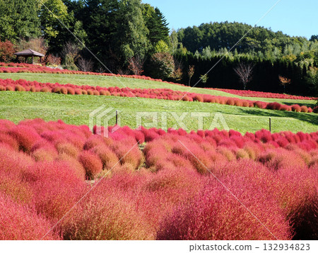 Vivid autumn leaves of kochia Vivid autumn leaves of kochia 132934823