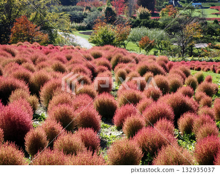 Vivid autumn leaves of kochia 132935037