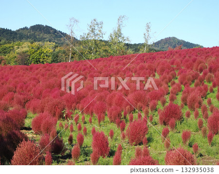 Vivid autumn leaves of kochia 132935038