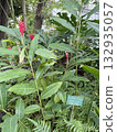 紅薑花 132935057