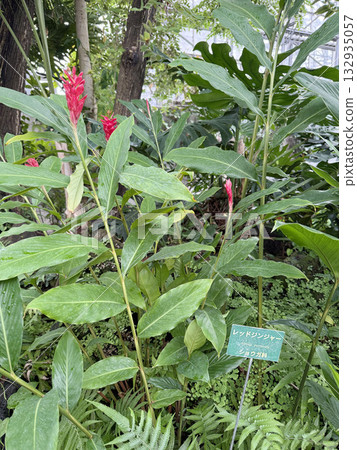 紅薑花 紅薑花 132935057