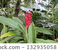 紅薑花 132935058