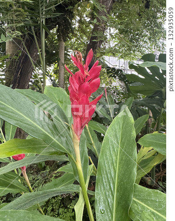 紅薑花 132935059