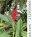 紅薑花 132935060