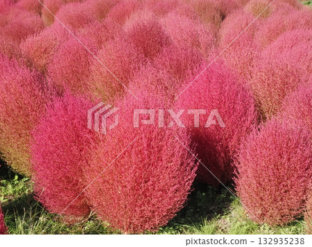 Kokia which turned red leaves in red Kokia which turned red leaves in red 132935238