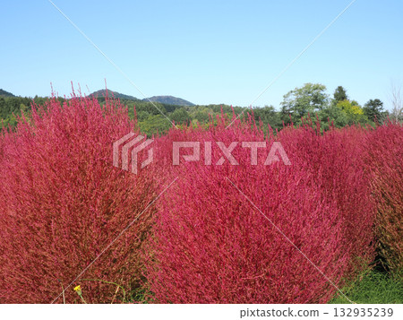 Vivid autumn leaves of kochia 132935239
