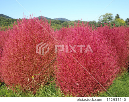 Vivid autumn leaves of kochia 132935240