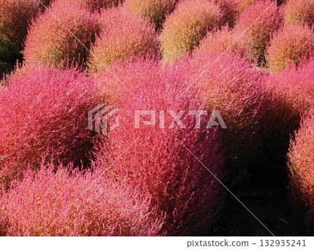 Kokia which turned red leaves in red Kokia which turned red leaves in red 132935241