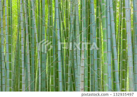  竹林 132935497