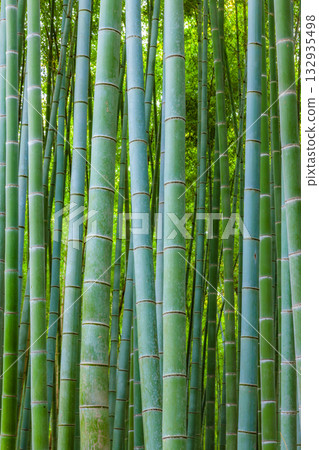  竹林 132935498
