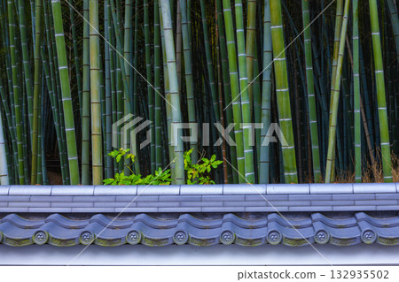  Bamboo grove 132935502
