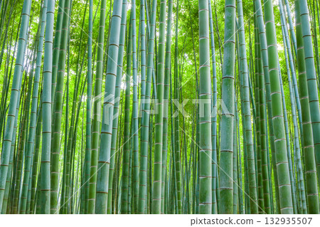  竹林 132935507