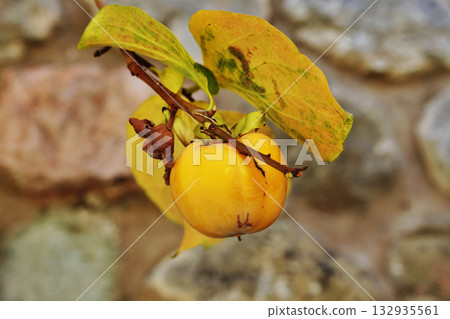 Fruit of orange persimmmon on branch Fruit of orange persimmmon on branch 132935561